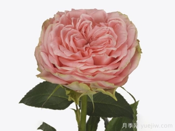 乡村珊瑚女孩月季