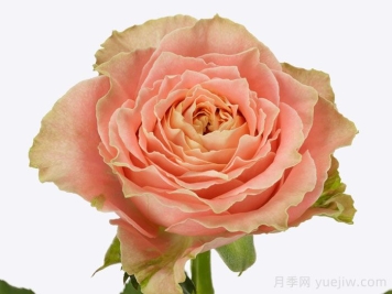 乡村路易斯月季