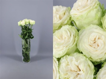 乡村女王月季/乡村皇后