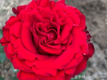 乡村绒光月季/乡村荣光