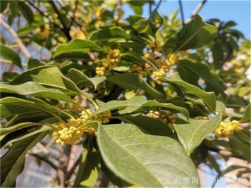 看叶子如何区分桂花树的品种？