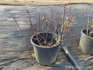 月季冬季修剪的最佳时间和方法