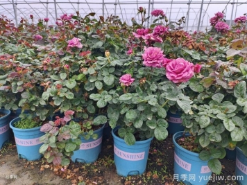 什么样的土质适合种植月季？