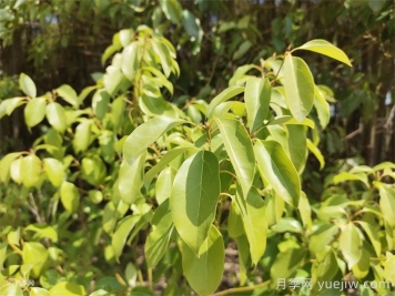 香樟树产地及分布区域