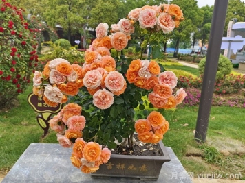 月季提根盆景人的工匠精神