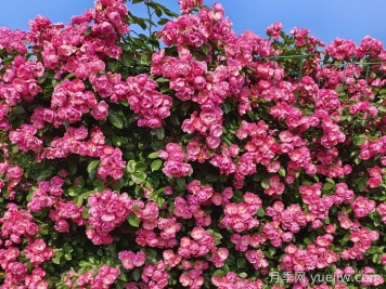 藤本月季的园林应用形式有哪些？