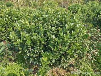 冬青球的养殖和护理方法