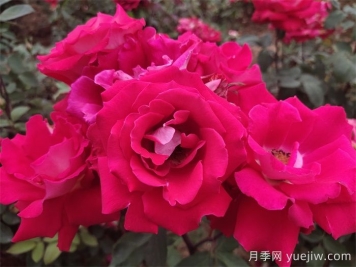 大花月季花的修剪基本原则