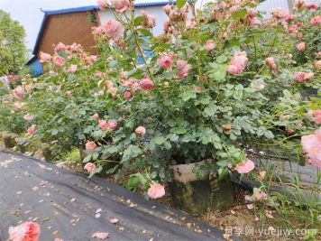 月季花烂根怎么办？