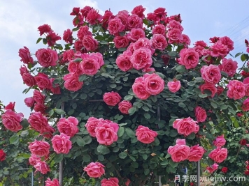 大月季树移植技术要点详细点