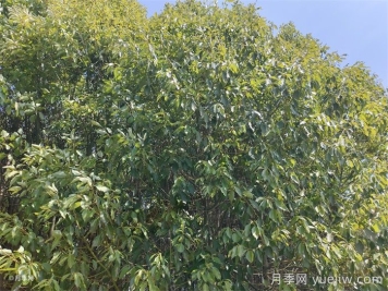 香樟叶子发黄怎么办？可以用硫酸亚铁吗？