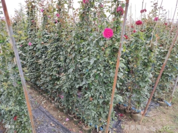 藤本月季入冬前的养护要点