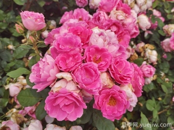 美文：月季皇后 丰姿卓绝