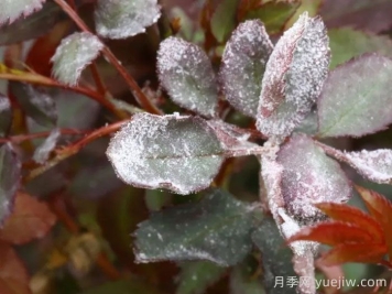 月季白粉病怎样防治？