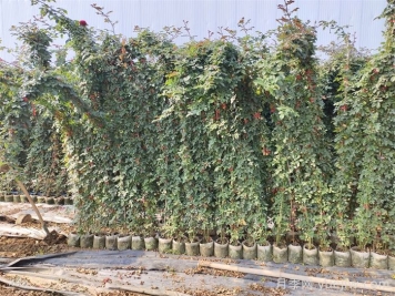 藤本月季为什么不开花？