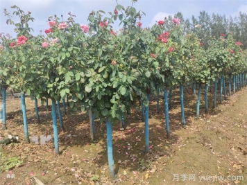 月季树好活吗？月季树移栽成活率怎么样？