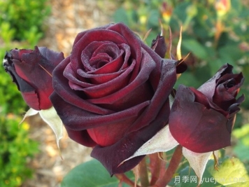 哪个月季品种更黑？黑巴克、黑魔术谁更好养？