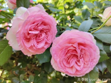 月季有多少个品种？