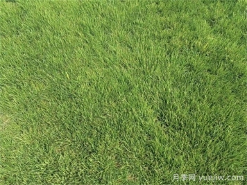 全年绿地草坪养护管理知识大全