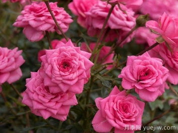 糖宝宝月季/糖果宝贝/甜心宝贝