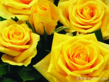 阳光海滩月季/黄金海岸月季/永远的阳光海岸