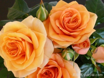 黄金马斯兰月季