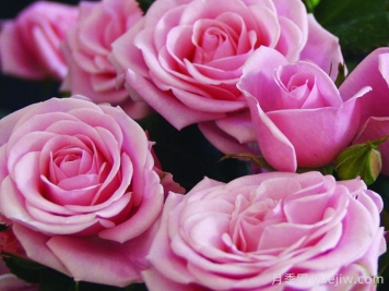 永远的蒙斯特拉月季/蒙特克里斯泰勒月季