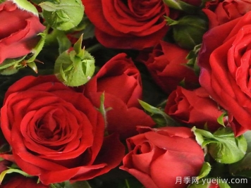 莫斯科夜景月季