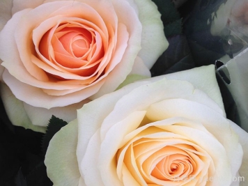 永远的沙洲日落月季