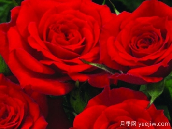 永远的巴里月季