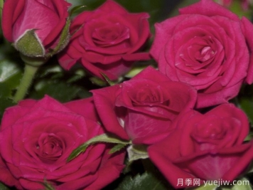 永远的丽娃月季