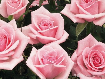 永远的纽约月季