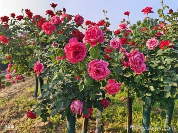 月季花后修剪方法简介
