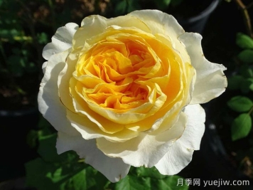 碧翠丝月季/贝特丽丝