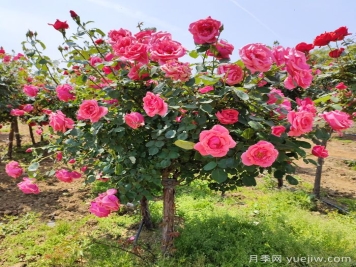 秋季补植补栽如何验收苗木规格与质量？