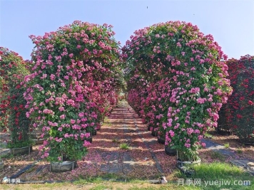 小区内绿化病虫害怎么治？植物怎么修剪？