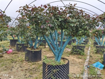 九月大树全冠移栽保活攻略