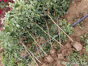 什么时间是月季苗木栽植的最佳季节？