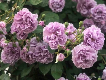 10种经典月季花，藏在阳台上的美好