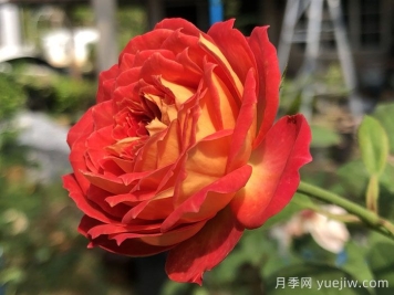 藤本浪漫宝贝月季/藤宝贝月季