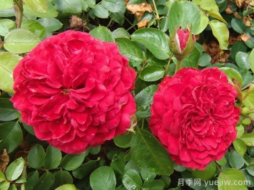 红达月季/红色达芬奇月季