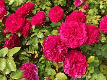 临沂适合养月季吗？市花和市树是什么？