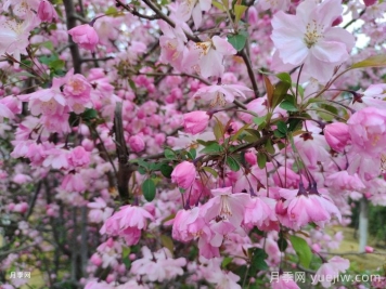 11种彩叶开花乔木在园林绿化市场中反响不错