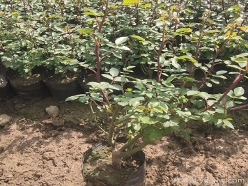 春季月季小苗价格涨高会有哪些因素？