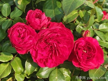 月季花，从娇花到生命强者的蜕变