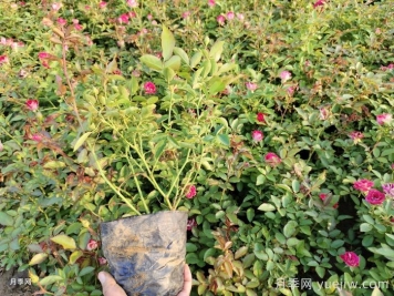  月季秋天可以移栽吗？