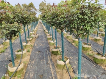 月季树苗什么时候移栽？