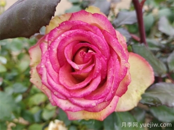 梦露月季养殖方法和注意事项