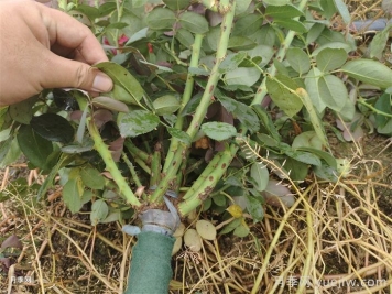 月季秋剪应该如何做？修剪要了解的知识