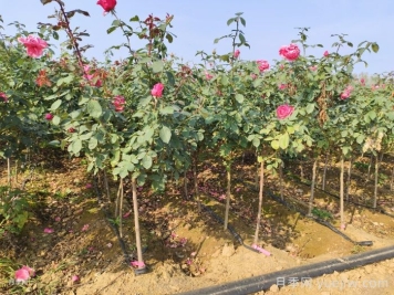 月季能开几波秋花？秋剪时间来决定